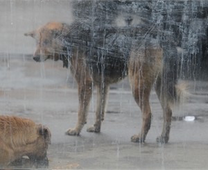 В Киеве массово отлавливают бродячих собак