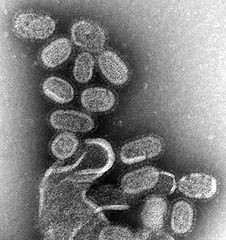 Американские ученые обнаружили две новых разновидности гриппа 