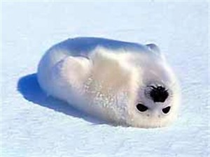 На Южном Полюсе тоже потеплело