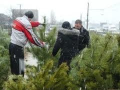 В Киеве уже поймали 3 тысячи нелегальных елок