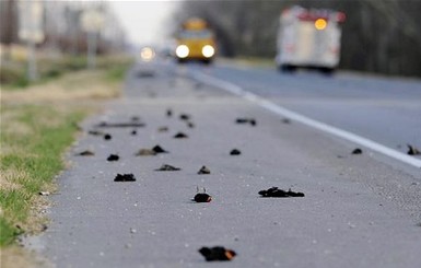 В Арканзасе после Нового года с неба посыпались мертвые птицы
