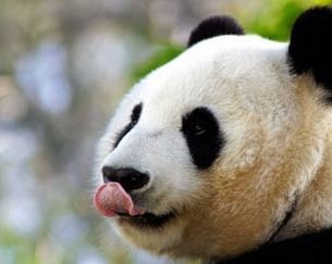 Кровожадную панду застали за пожиранием коровы