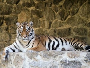 Тигр напал на ребенка в российском зоопарке