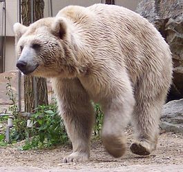 Вандалы украли медведей, заготовленных к Евро-2012
