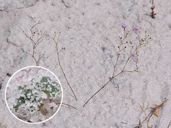 Ученые нашли растения, которые охотятся под землей