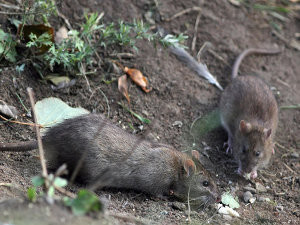 Нью-Йоркский метрополитен объявил конкурс на самую страшную крысу