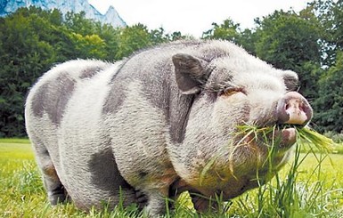 Гигантская свинья устроила пробку длинной 10 километров