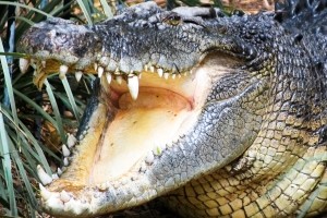 В Индонезии крокодил съел десятилетнюю девочку