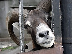 В винницком зоопарке козлу изготовили протез ноги