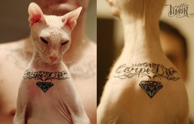 Голому коту набили татуировку на груди