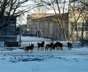 Громадная свора собак запугала жителей крупнейшего спального района Донецка