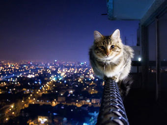 Прыгающая кошка заперла хозяев на ледяном балконе