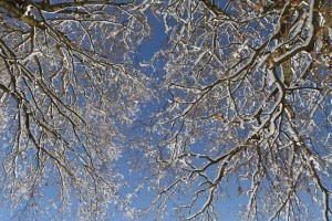 В Карпатах до 12 февраля ожидаются снежные лавины