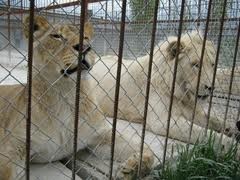 Украинских львов двое суток морозили на границе России и Латвии