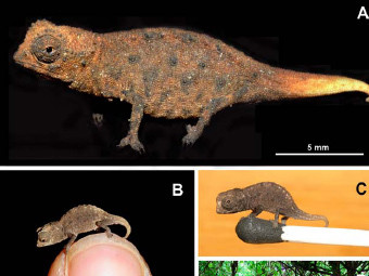 На Мадагаскаре нашли крошечного хамелеона размером с ноготь