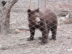 В Луганске мучительно умирает медведь с приросшим к телу ошейником