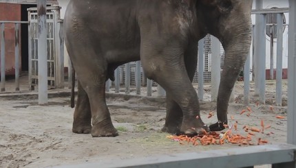 На 19-летие харьковскому слону Ауну подарили 30-килограммовый торт