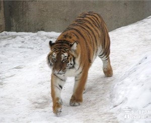 В Киевском зоопарке тигр Тишка снял сотруднику зверинца скальп