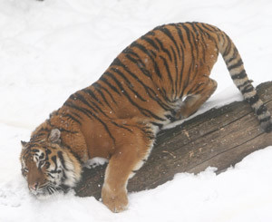Растерзанный тигром работник зоопарка -  в искусственной  коме