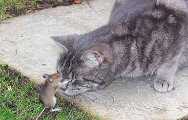 Пойманная мышь не растерялась и загипнотизировала кота 
