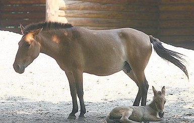 Пополнение в Киевском зоопарке: родила лошадь Пржевальского