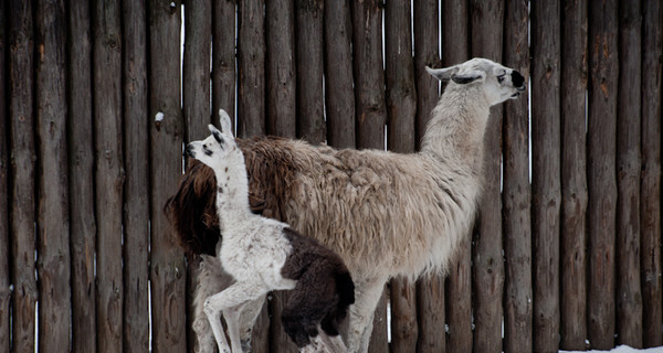 В киевском зоопарке по умершей ламе скучает ее 3-месячный сын