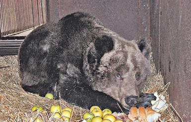 Косолапую страдалицу Ирину привезли в рай для медведей 