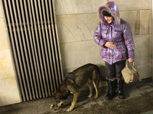 10 тысяч бездомных собак стерилизуют до середины лета   