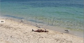 На крымские пляжи массово выбрасываются дельфины