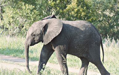 Слоненка в столичный зоопарк привезут на самолете в спецклетке 