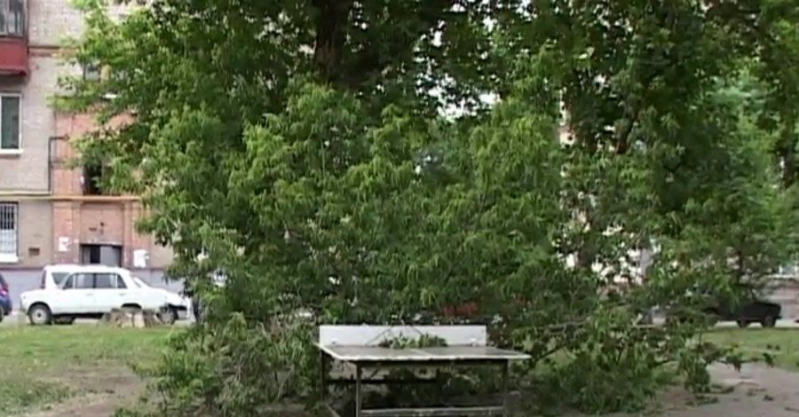 В Харькове растет 8000 опасных деревьев