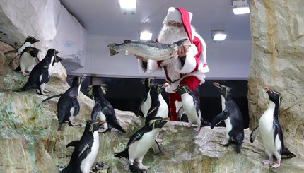 В канун Рождества Санта-Клаус одарил подарками подопечных зоопарка во Франции