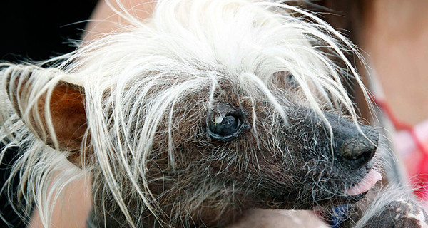 Самой уродливой собакой в мире стал голый песик с хохолком