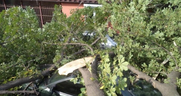 В Днепропетровске дерево придавило три машины