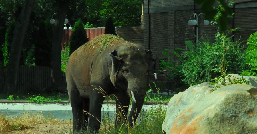 В киевском зоопарке слоненку Хорасу организуют торжество