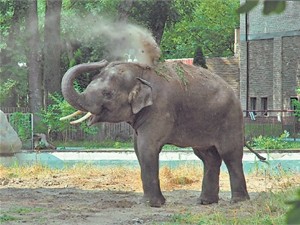 Сегодня в Киевском зоопарке официально презентовали слона