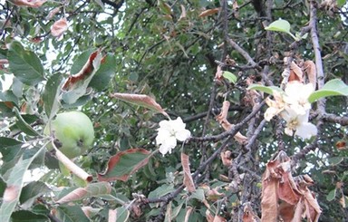 В Полтаве зацвели яблони