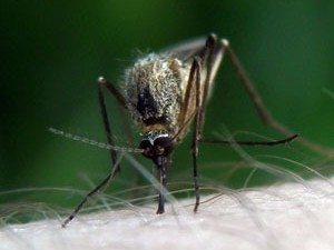 Четверо россиян скончались после укусов комаров