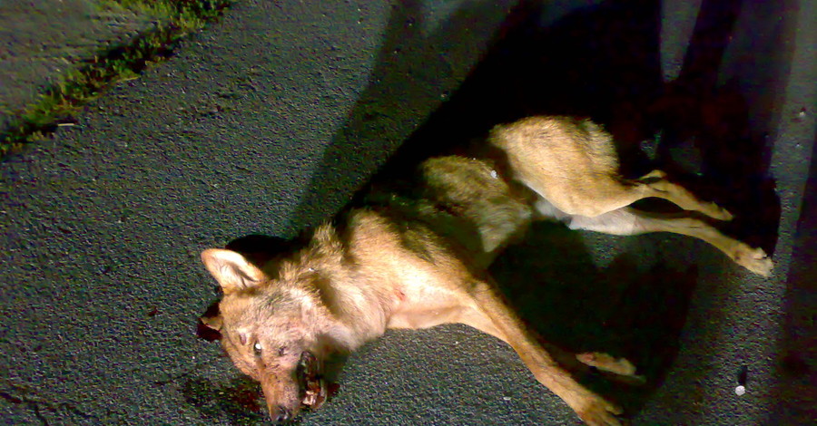 Кошмар в Славутиче: обезумевший волк покусал людей и джип
