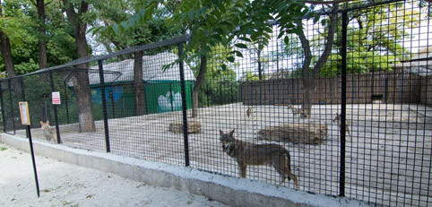 В зоопарке волки переселились в новый вольер