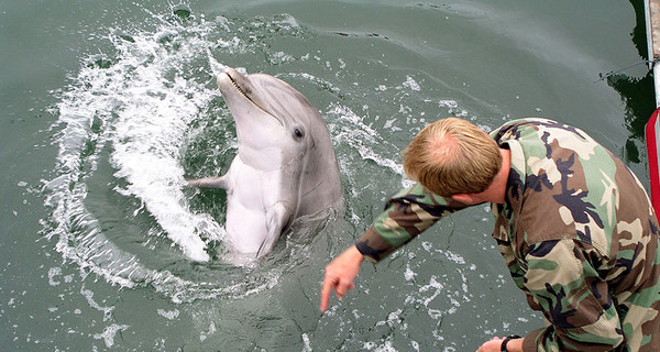 Украина возобновила подготовку боевых дельфинов для ВМС?