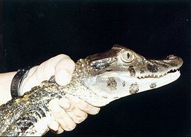 Харьковские таможенники обнаружили контрабандного крокодила