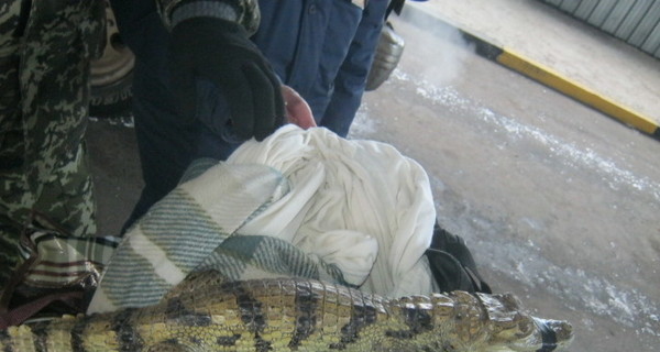 Харьковские таможенники спасли крокодила-доходягу