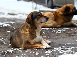 В Киеве готовятся массово травить бездомных кошек и собак
