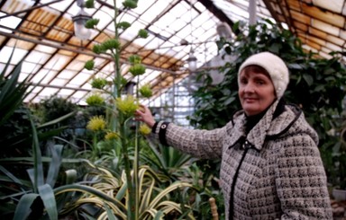 В Запорожском ботсаду зацвело растение, которое цветет раз в жизни