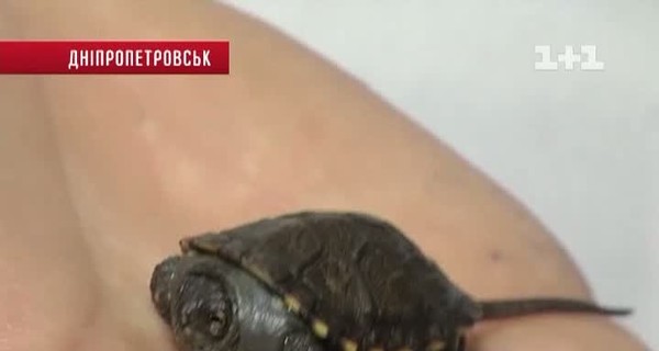 В Днепропетровске из музейных экспонатов вылупились черепахи