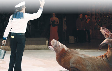 Новый сезон киевского цирка: морж качает пресс, а медведи играют в баскетбол