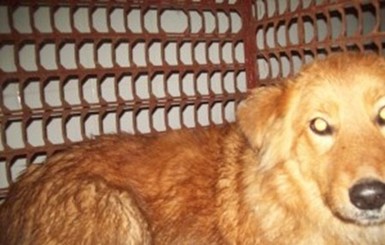 В Полтаве поймали рыжую собаку, похожую на ту, что кусала людей