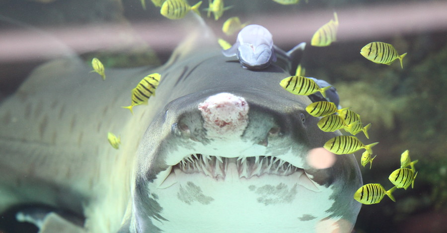 В скандальный киевский аквариум везут новую акулу