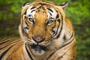 В Одесском зоопарке тигр набросился на посетителя